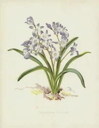 Chionodoxa Luciliae